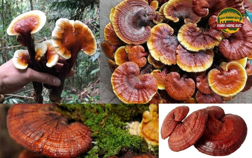 nấm linh xanh quảng nam