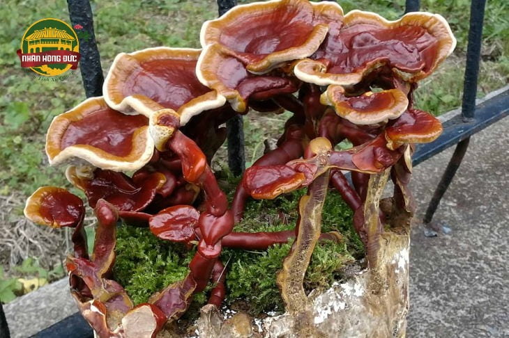 nấm lim xanh quảng nam