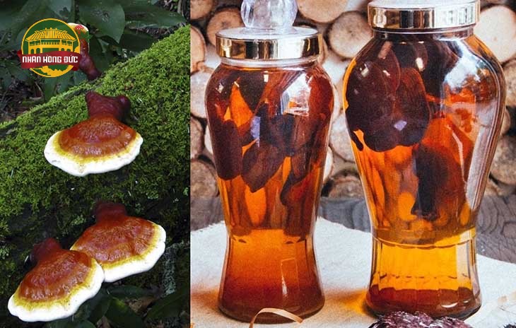 nấm lim xanh quảng nam