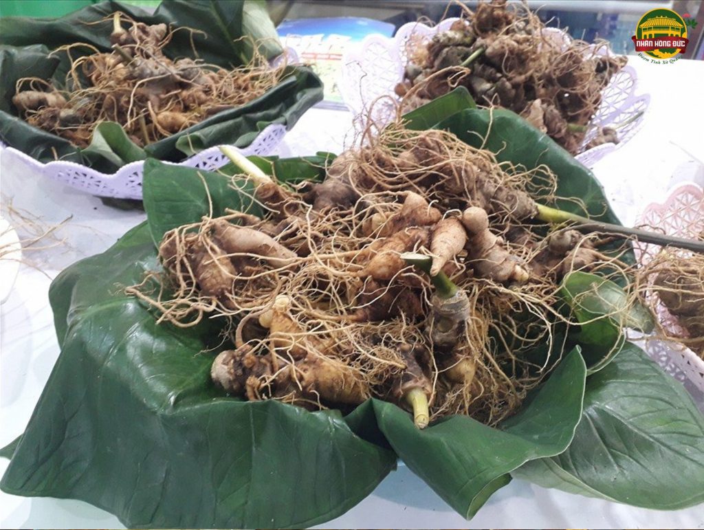 Sâm Ngọc Linh Quảng Nam