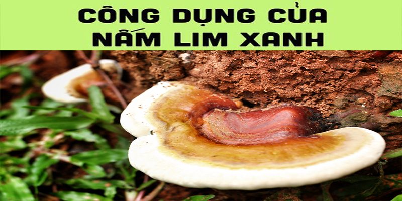 công dụng nấm lim xanh Quảng Nam