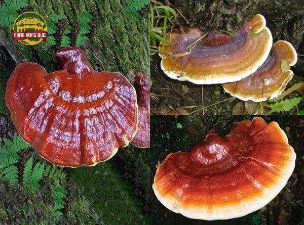 nấm lim xanh quảng nam