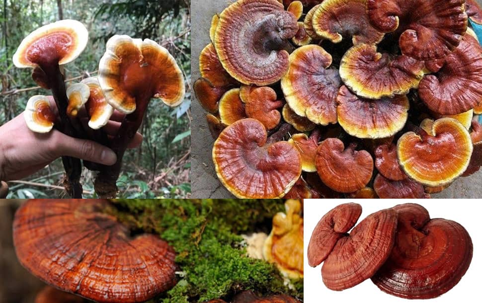 nấm lim xanh quảng nam