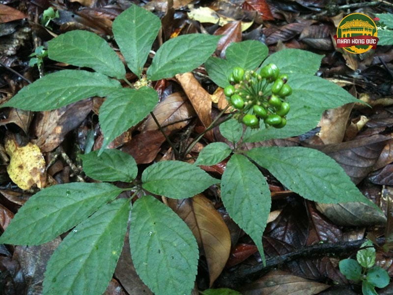 rượu lá sâm ngọc linh quảng nam