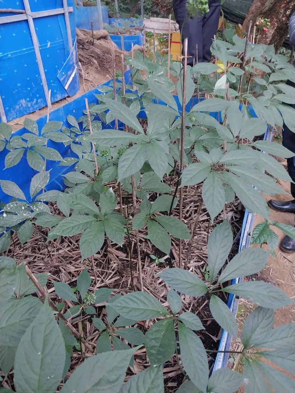 sâm ngọc linh quảng nam