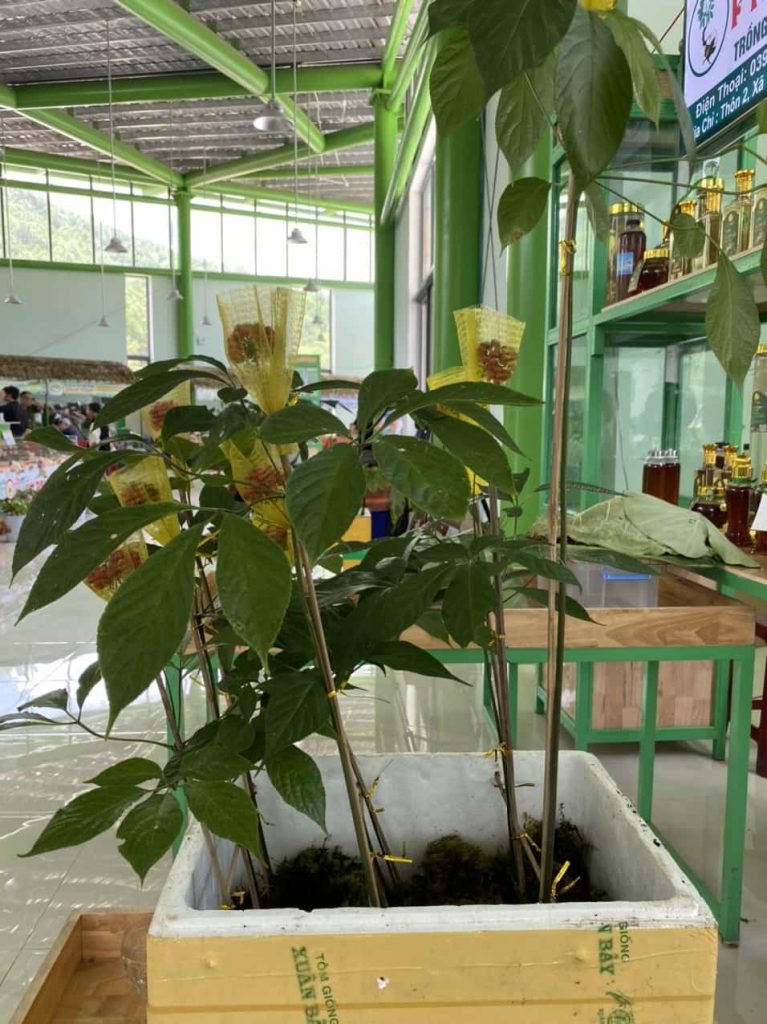 sâm ngọc linh quảng nam